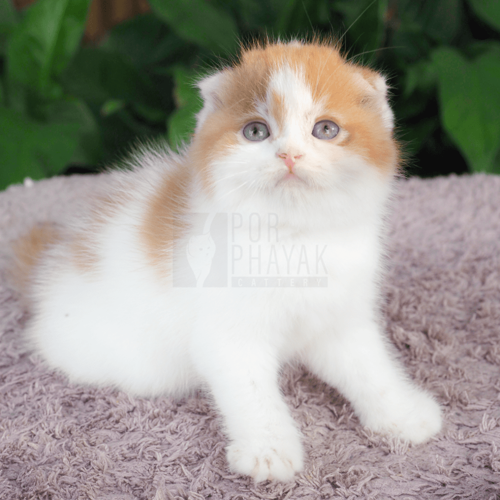 ลูกชุบ ลูกแมวฟาร์ม porphayak cattery (1)