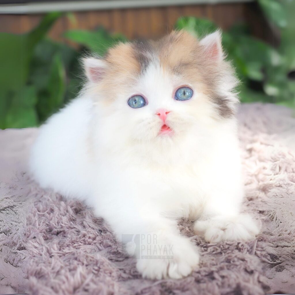 น้องโจลี่ ลูกแมวฟาร์ม porphayak cattery (2)