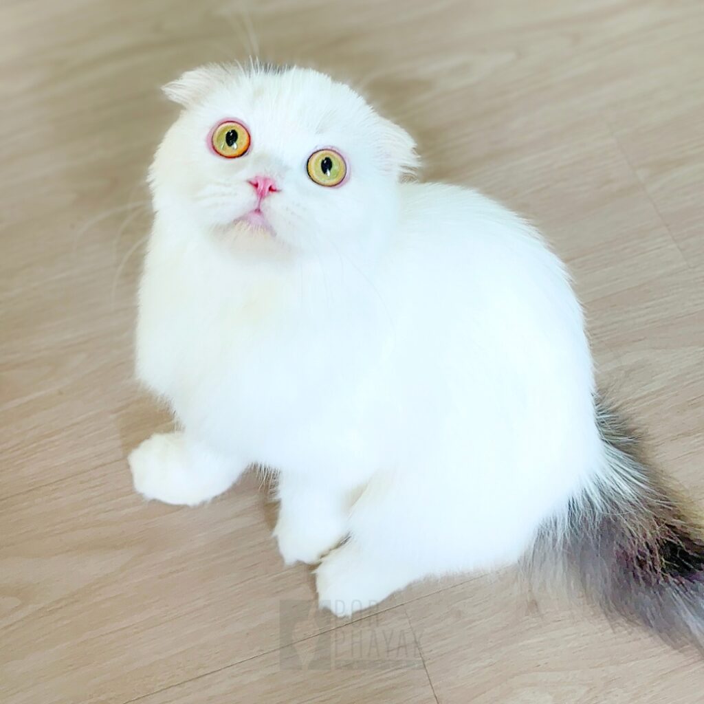 กระปิด ลูกแมวScottish fold