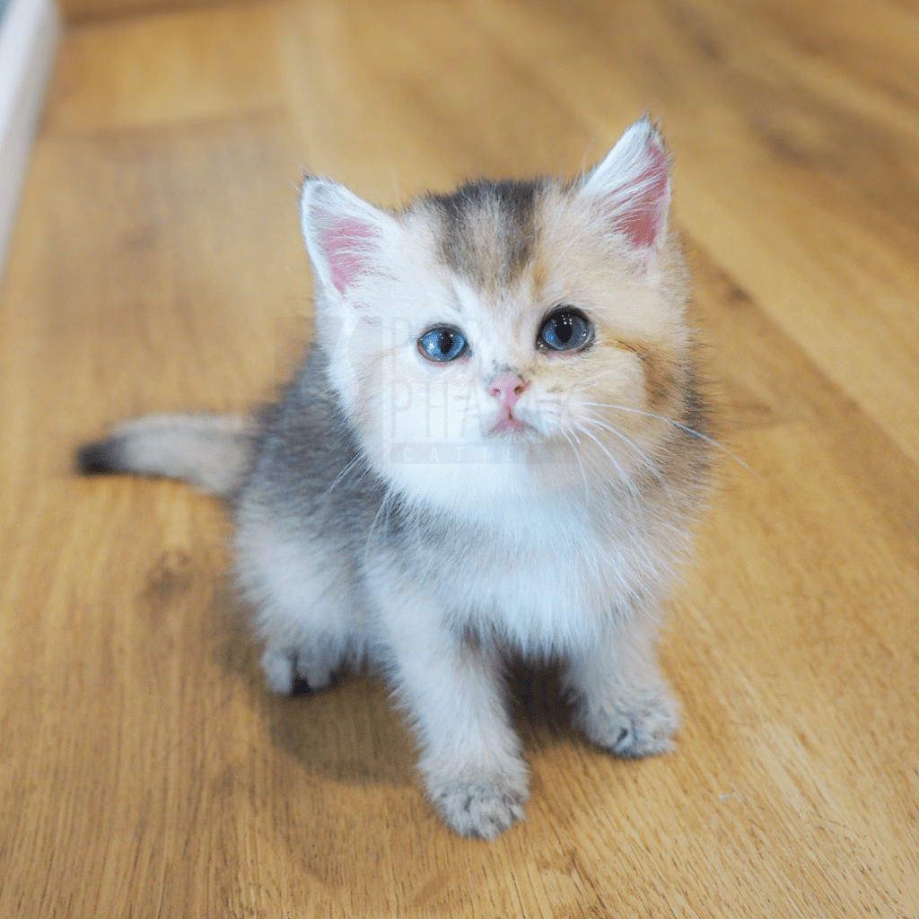 เป๋าเป้ย ลูกแมวBritish Shorthair