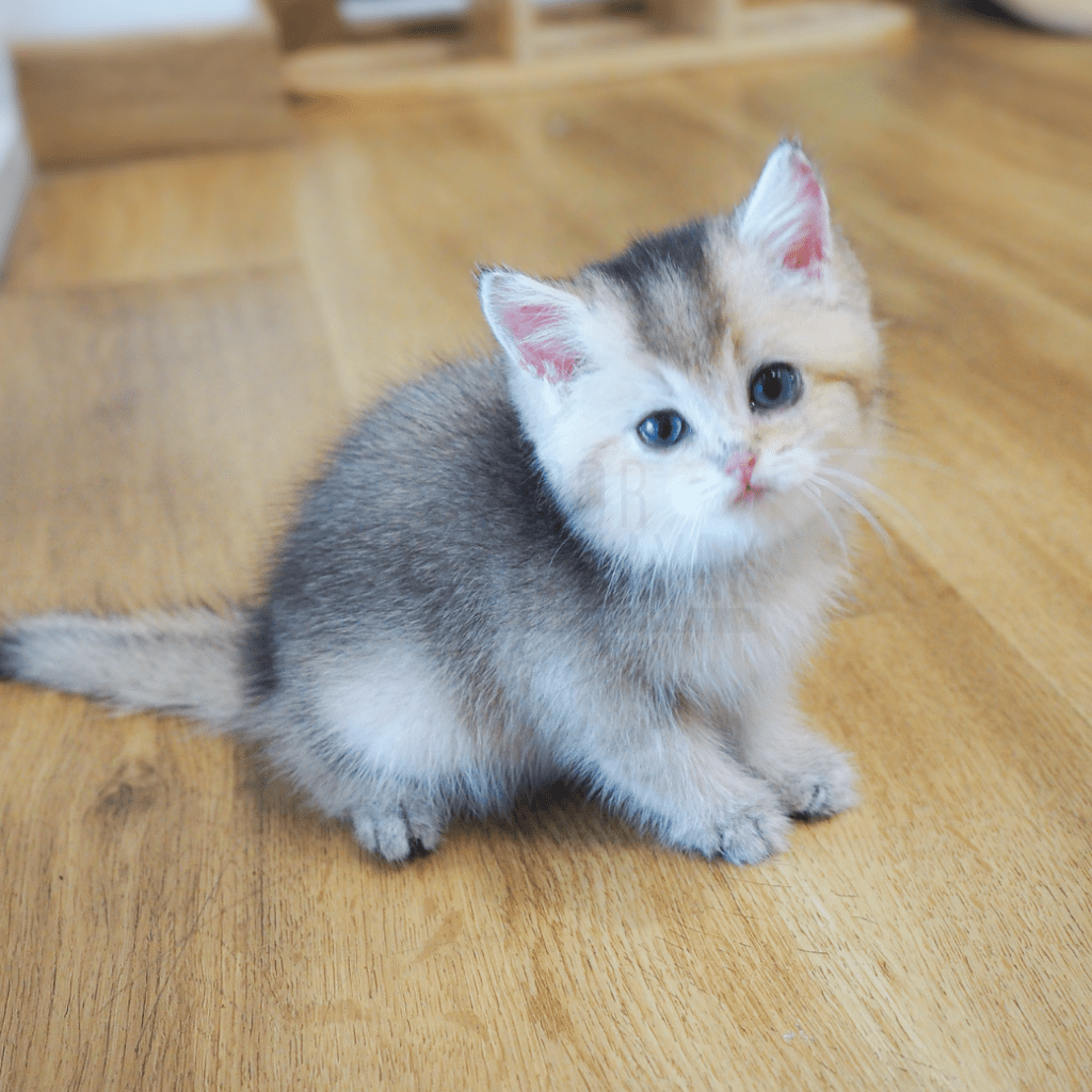 เป๋าเป้ย ลูกแมวBritish Shorthair