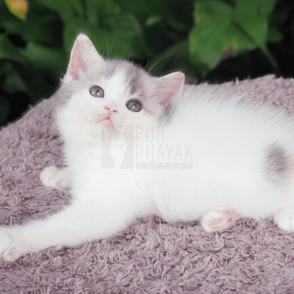 น้องถั่วตัด ลูกแมวฟาร์ม porphayak cattery (3)