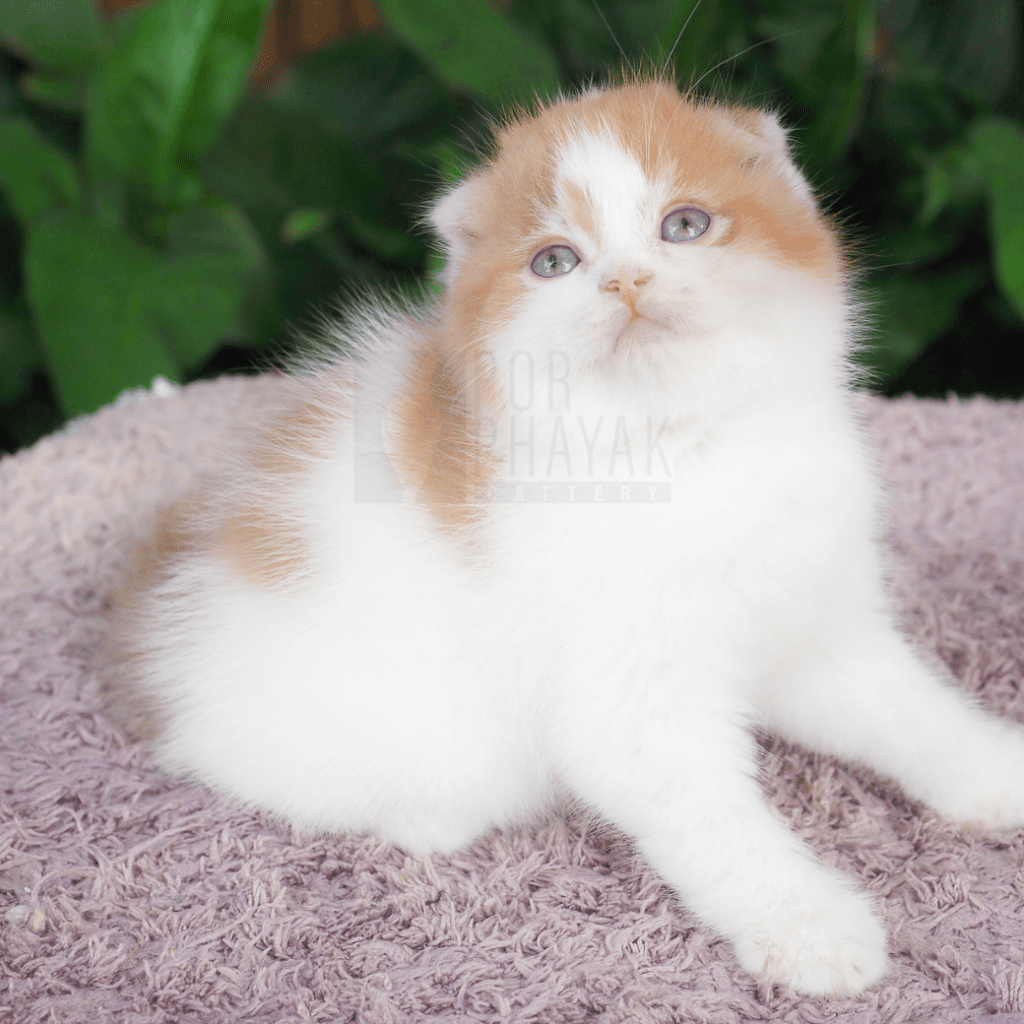 ลูกชุบ ลูกแมวฟาร์ม porphayak cattery (1)