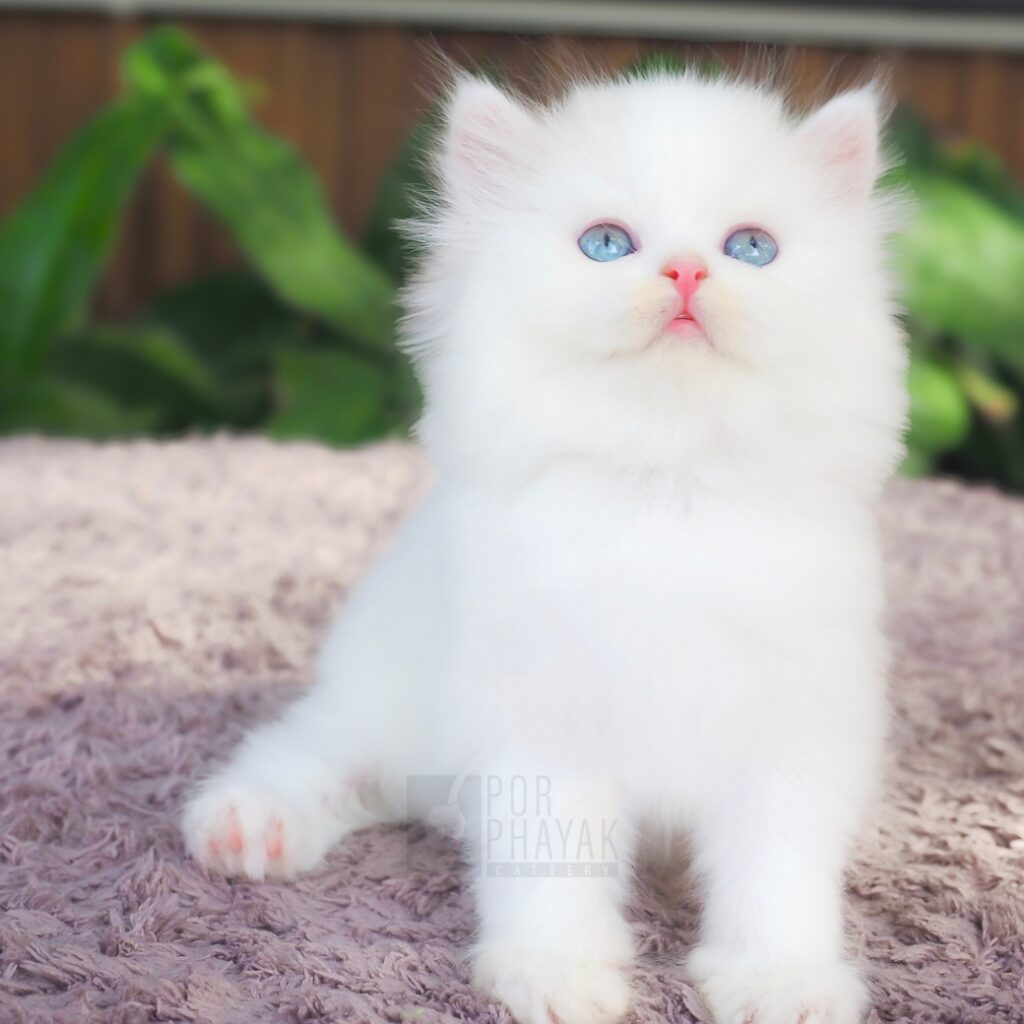 น้องโคโค่ ลูกแมวฟาร์ม porphayak cattery (4)