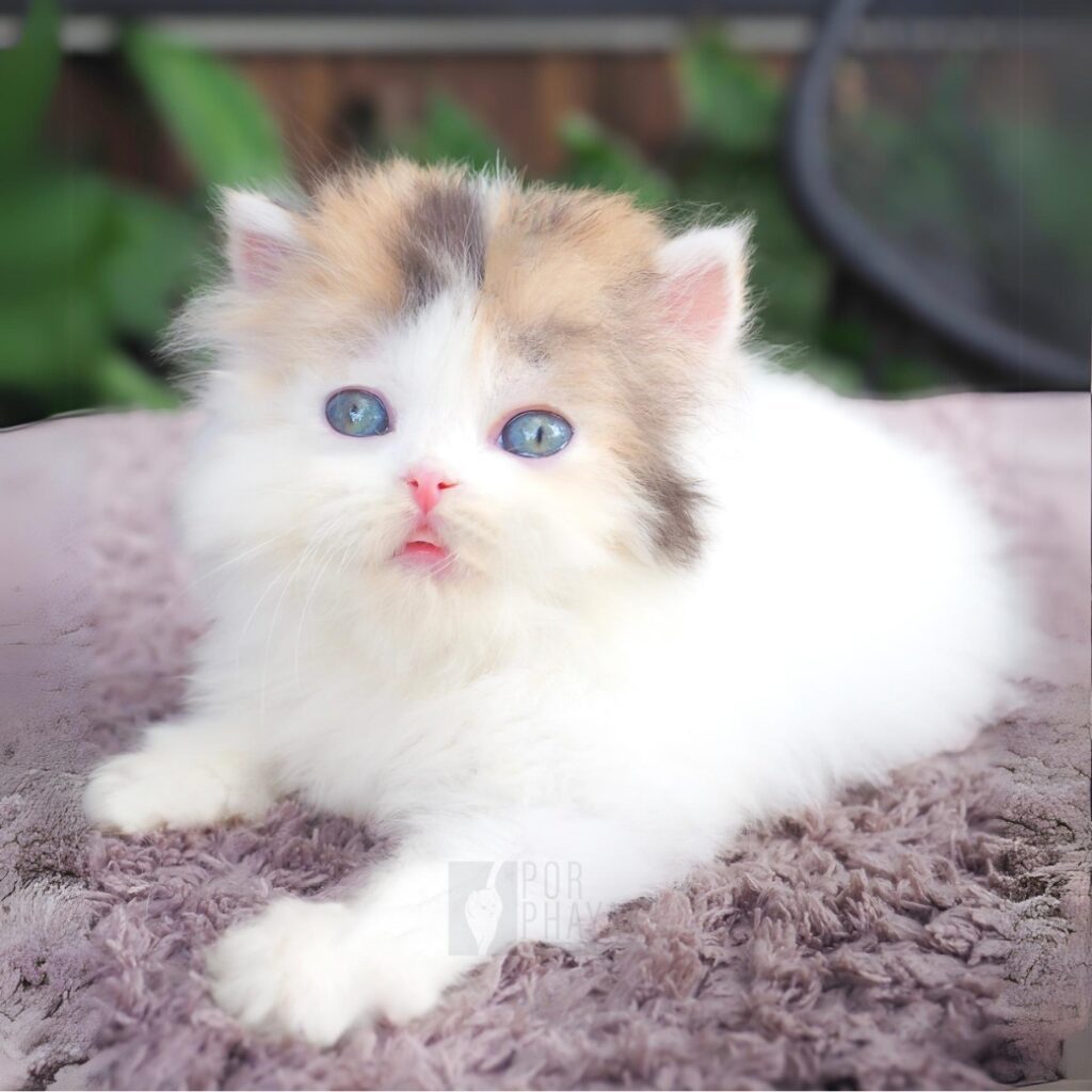 น้องโจลี่ ลูกแมวฟาร์ม porphayak cattery (2)