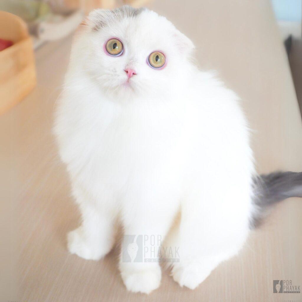 กระปิด ลูกแมวScottish fold