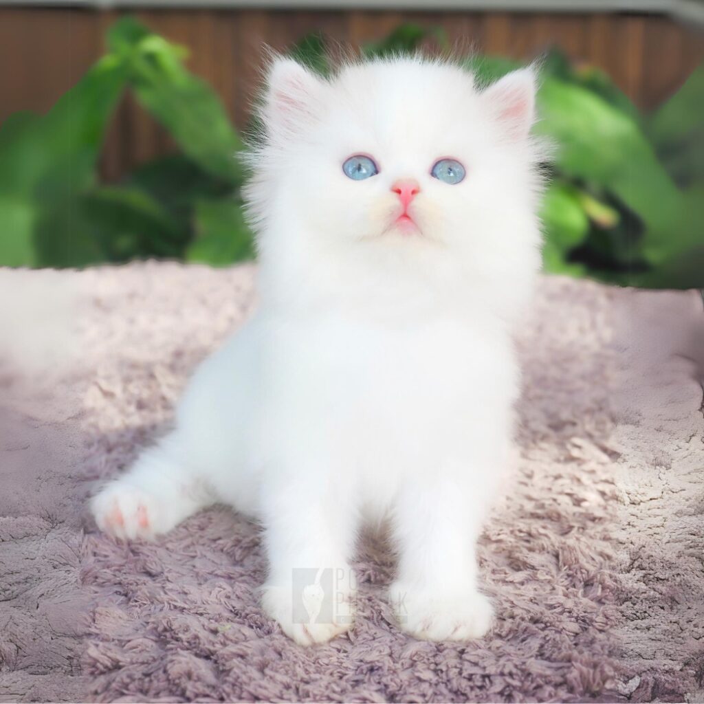 โคโค่: ลูกแมว Scottish fold 12 รูปของฟาร์มแมว porphayak cattery