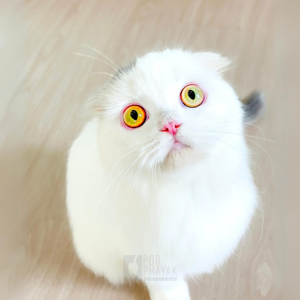 กระปิด ลูกแมวScottish fold