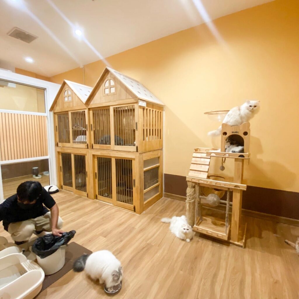 Home Page 137 รูปของฟาร์มแมว porphayak cattery