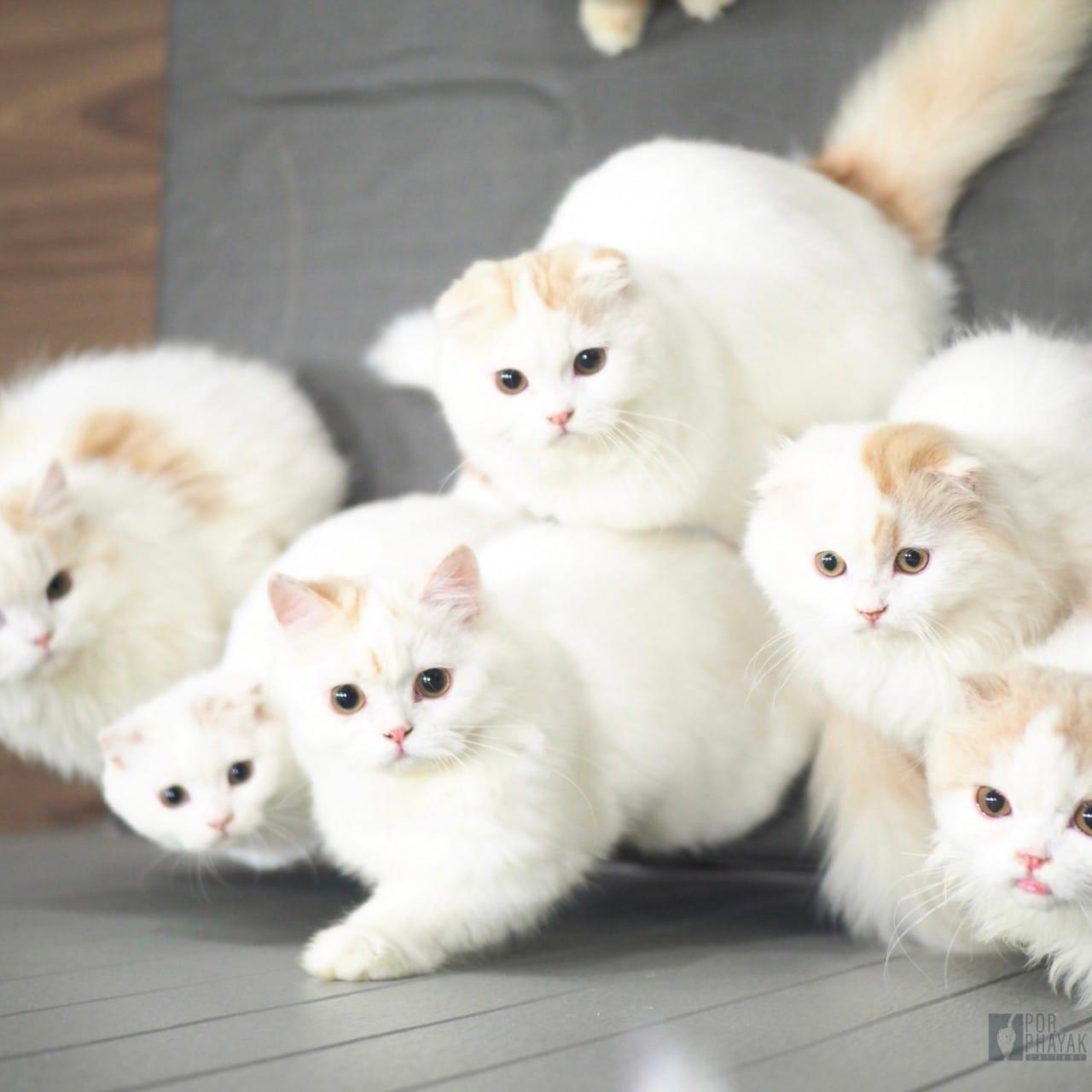 รูปแมวฟาร์ม Porphayak Cattery