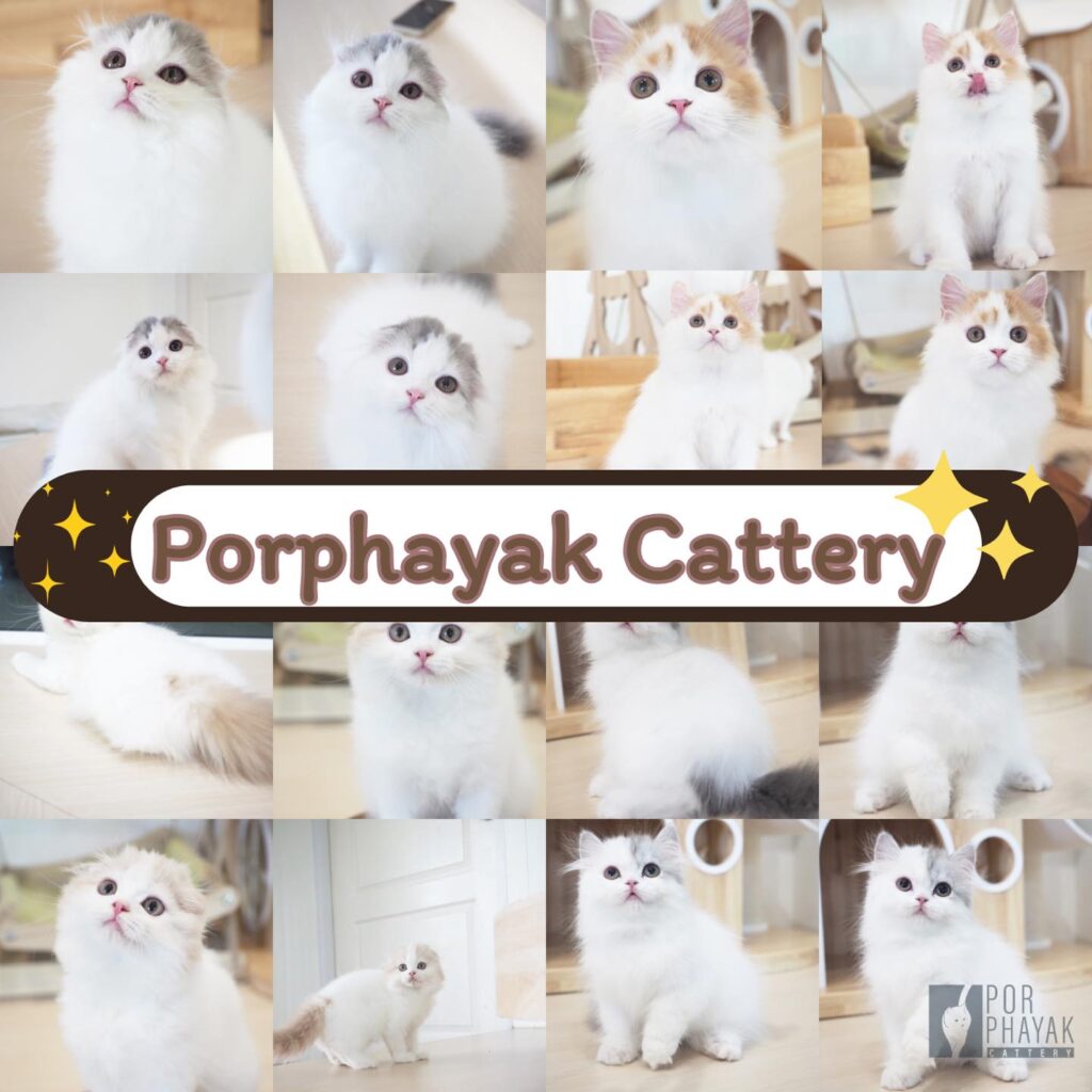 Home Page 145 รูปของฟาร์มแมว porphayak cattery