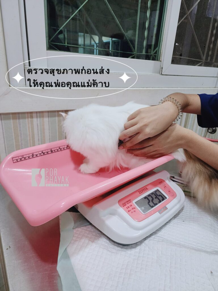 Home Page 139 รูปของฟาร์มแมว porphayak cattery