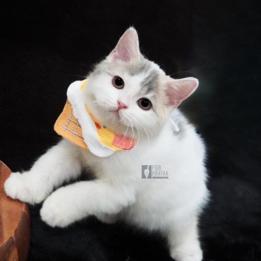 ถั่วตัด: ลูกแมว Scottish fold 16 รูปของฟาร์มแมว porphayak cattery