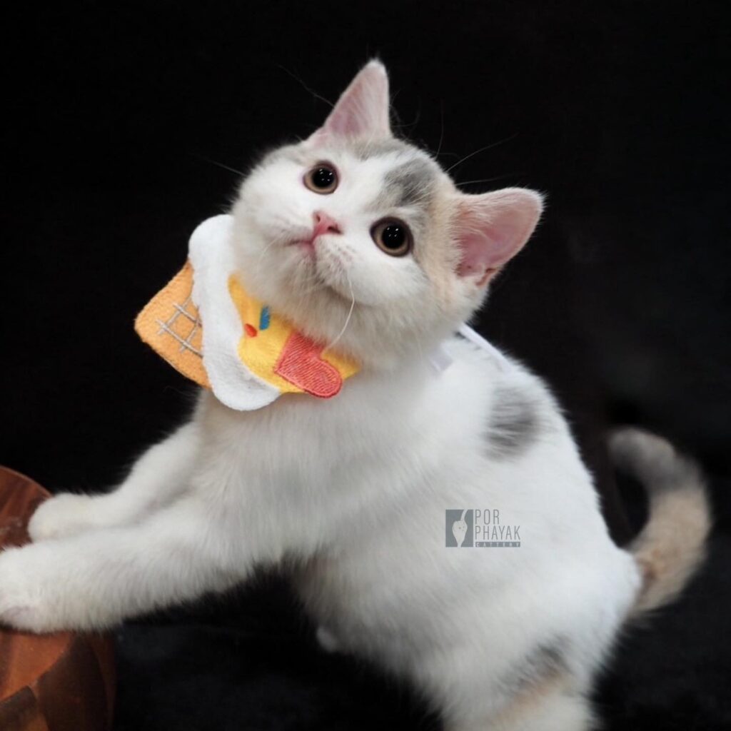 ถั่วตัด: ลูกแมว Scottish fold 20 รูปของฟาร์มแมว porphayak cattery