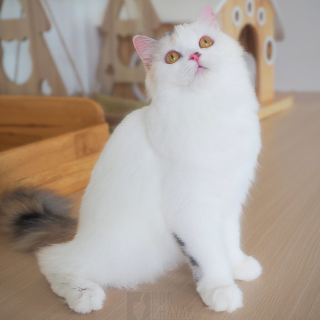 กระปอย ลูกแมวScottish fold