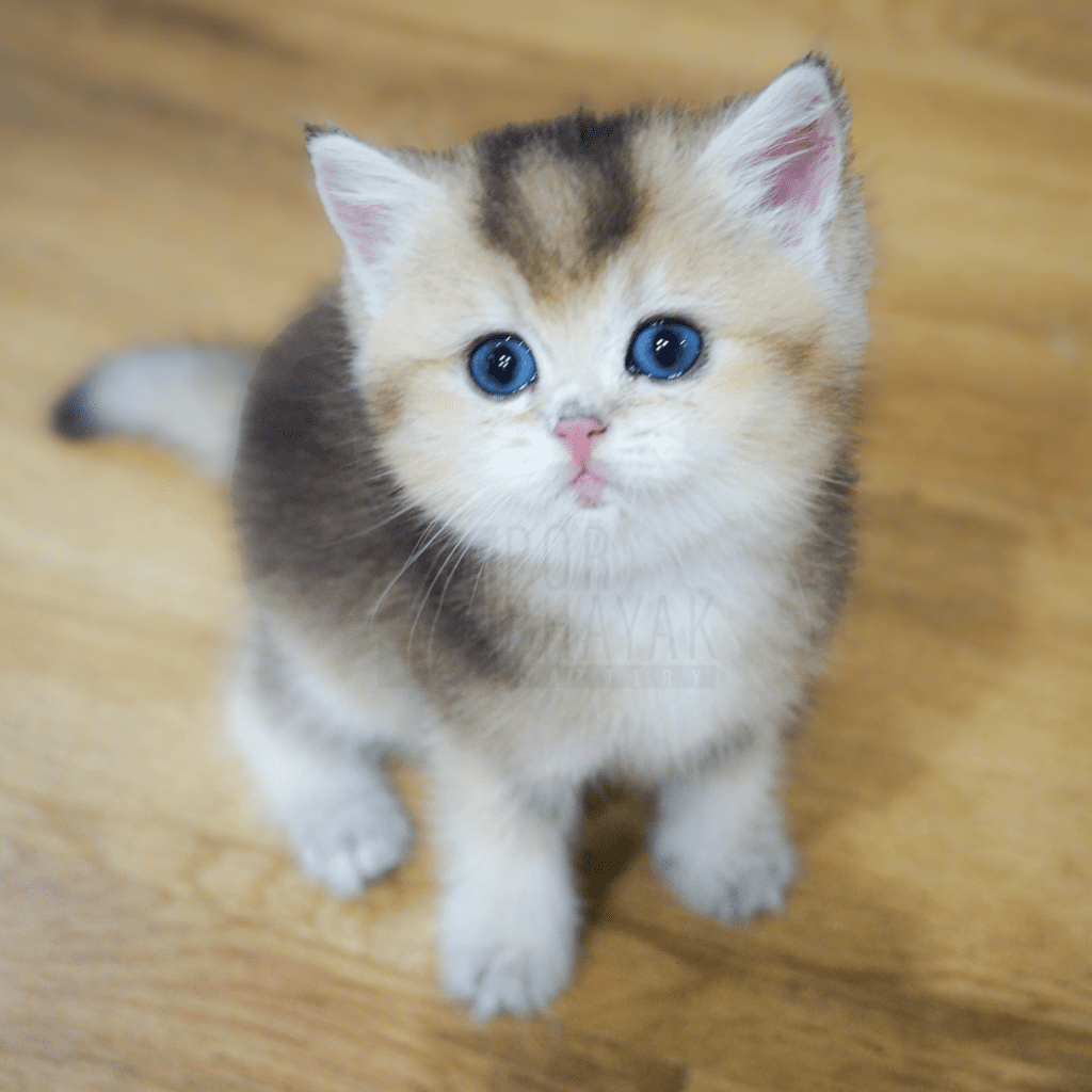 เป๋าเป้ย ลูกแมวBritish Shorthair