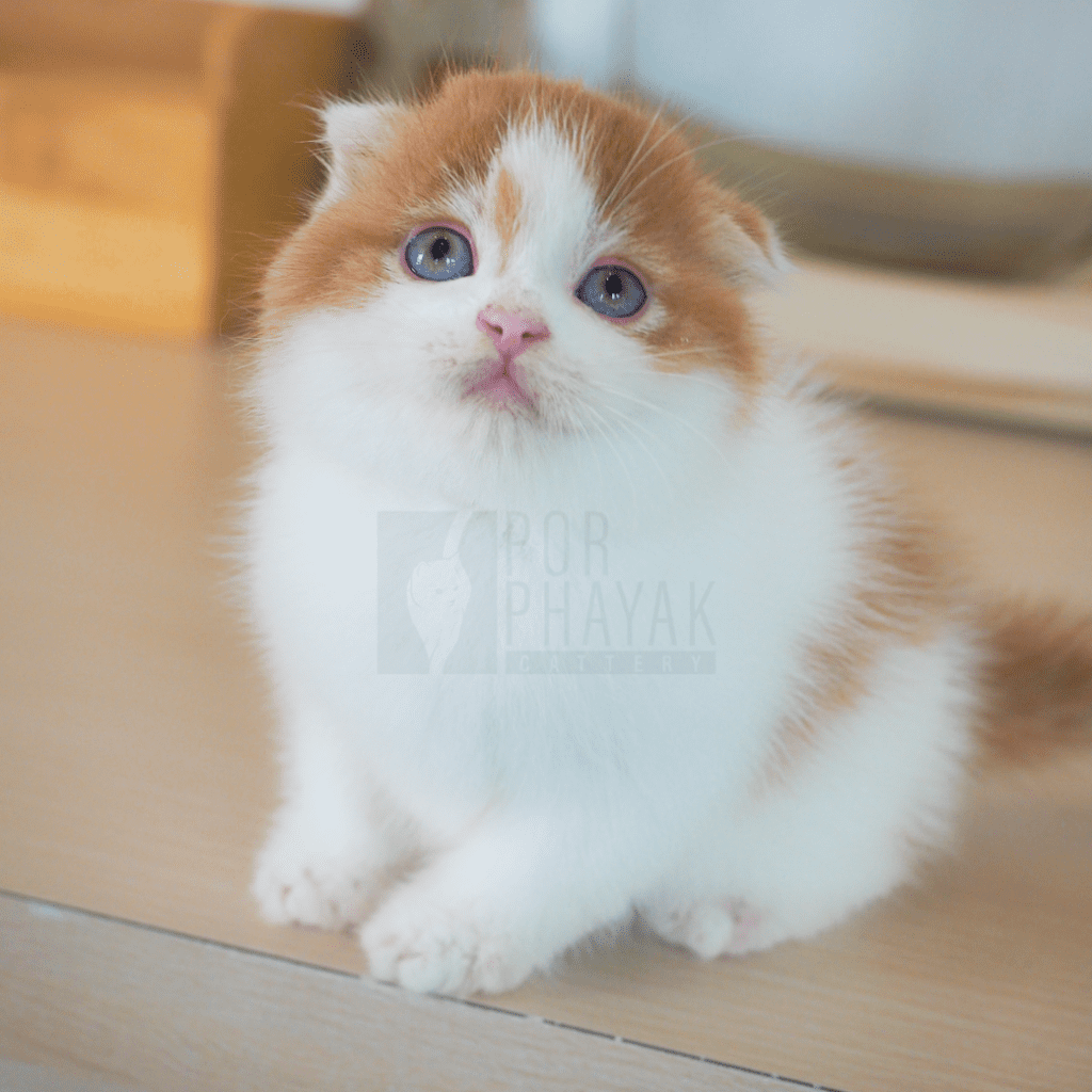 ลูกชุบ: ลูกแมว Scottish fold 18 รูปของฟาร์มแมว porphayak cattery