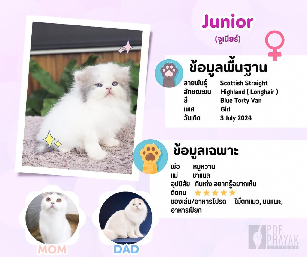 จูเนียร์: ลูกแมว Scottish fold 13 รูปของฟาร์มแมว porphayak cattery