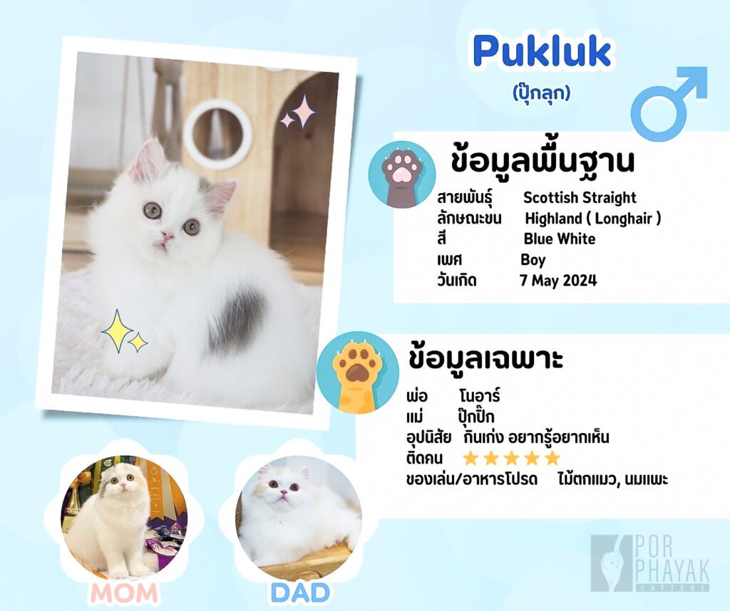 ปุ๊กลุก ข้อมูลลูกแมวฟาร์ม Porphayak (9)