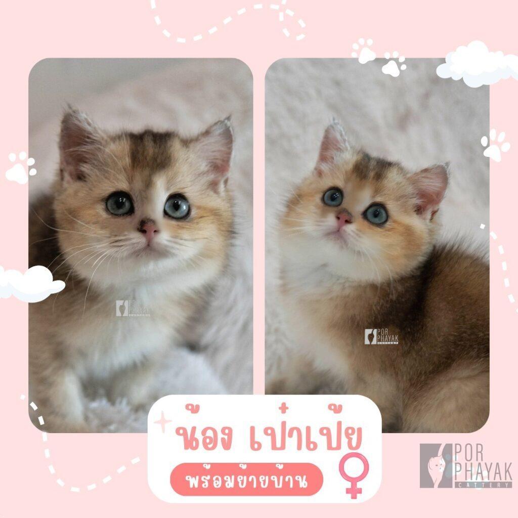 เป๋าเป้ย: ลูกแมว British Shorthair 11 รูปของฟาร์มแมว porphayak cattery