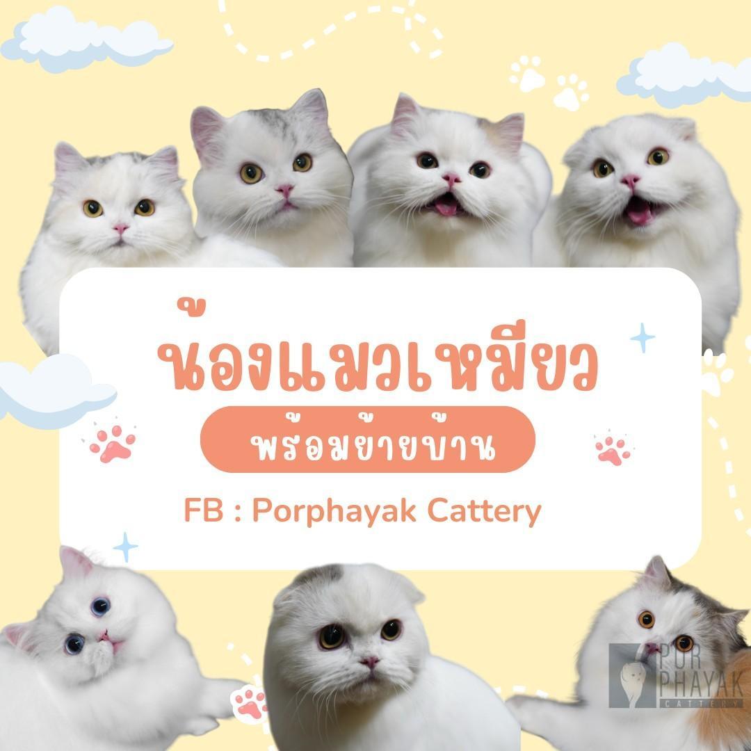 Home Page 33 รูปของฟาร์มแมว porphayak cattery