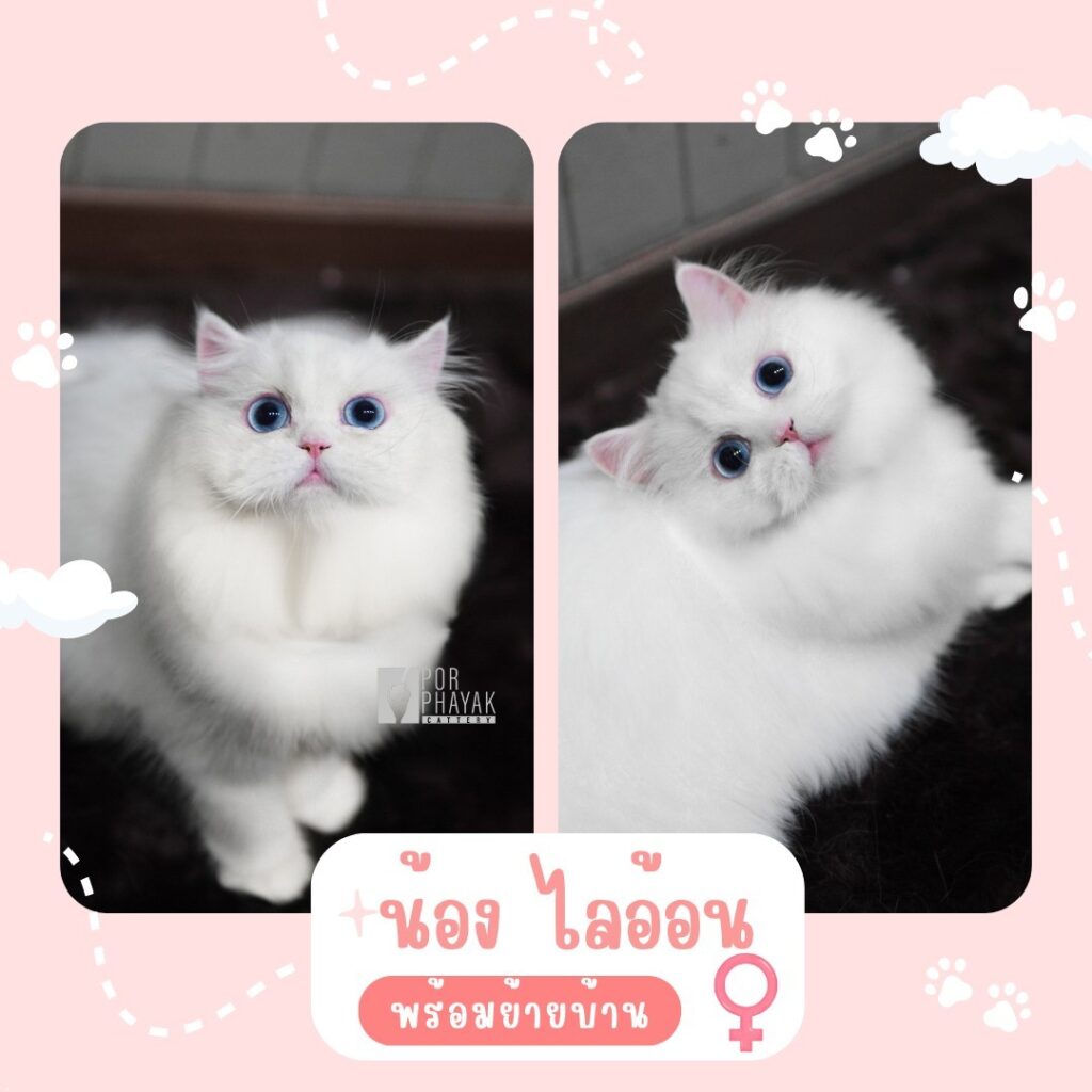 ไลอ้อน: ลูกแมว Scottish fold 11 รูปของฟาร์มแมว porphayak cattery