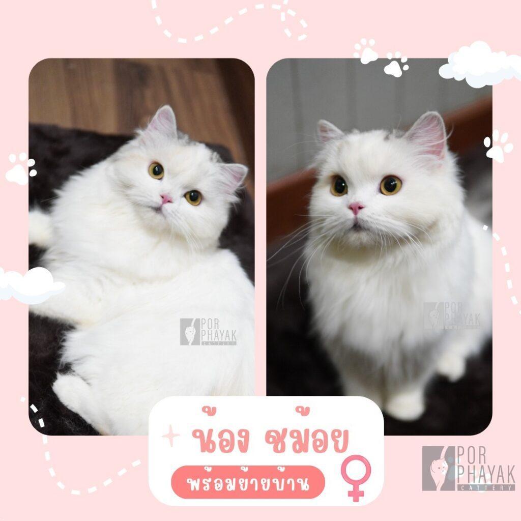 ชม้อย: ลูกแมว Scottish fold 11 รูปของฟาร์มแมว porphayak cattery