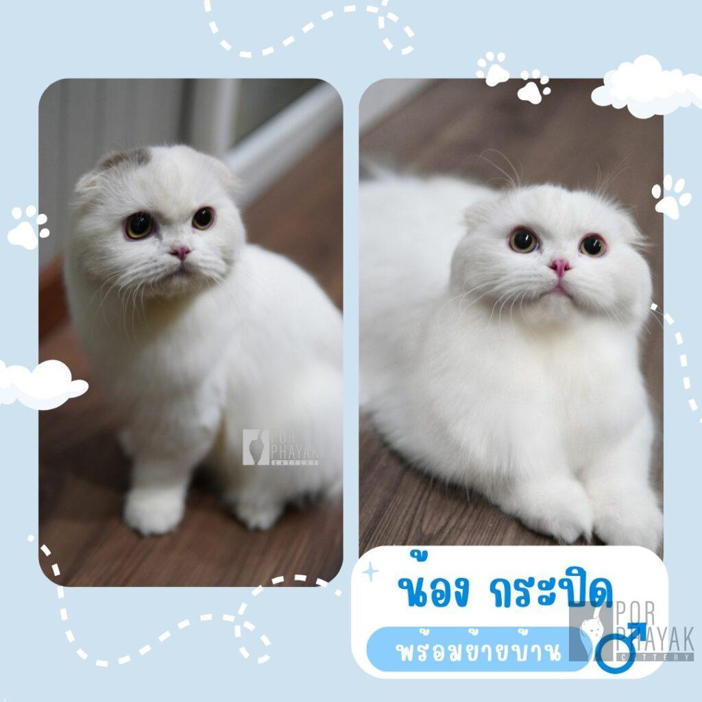 กระปิด: ลูกแมว Scottish fold 11 รูปของฟาร์มแมว porphayak cattery