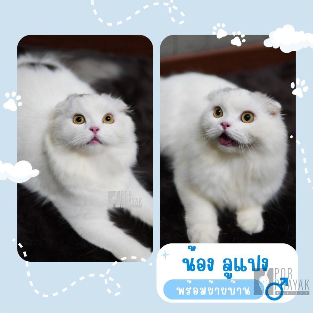 ลูแปง : ลูกแมว Scottish fold 12 รูปของฟาร์มแมว porphayak cattery