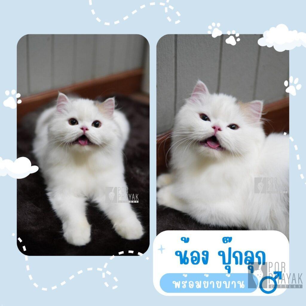 ปุ๊กลุก: ลูกแมว Scottish fold 12 รูปของฟาร์มแมว porphayak cattery