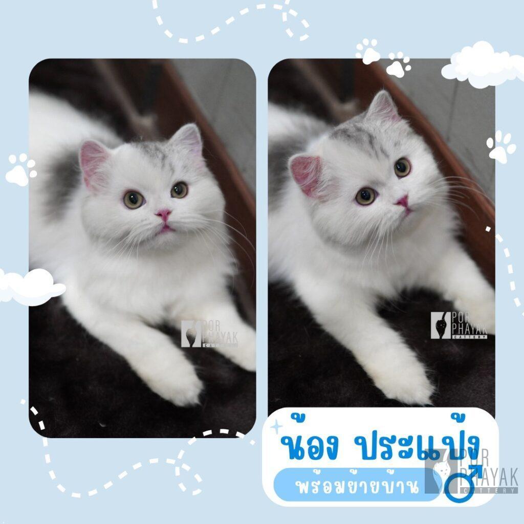 ประแป้ง: ลูกแมว Scottish fold 11 รูปของฟาร์มแมว porphayak cattery