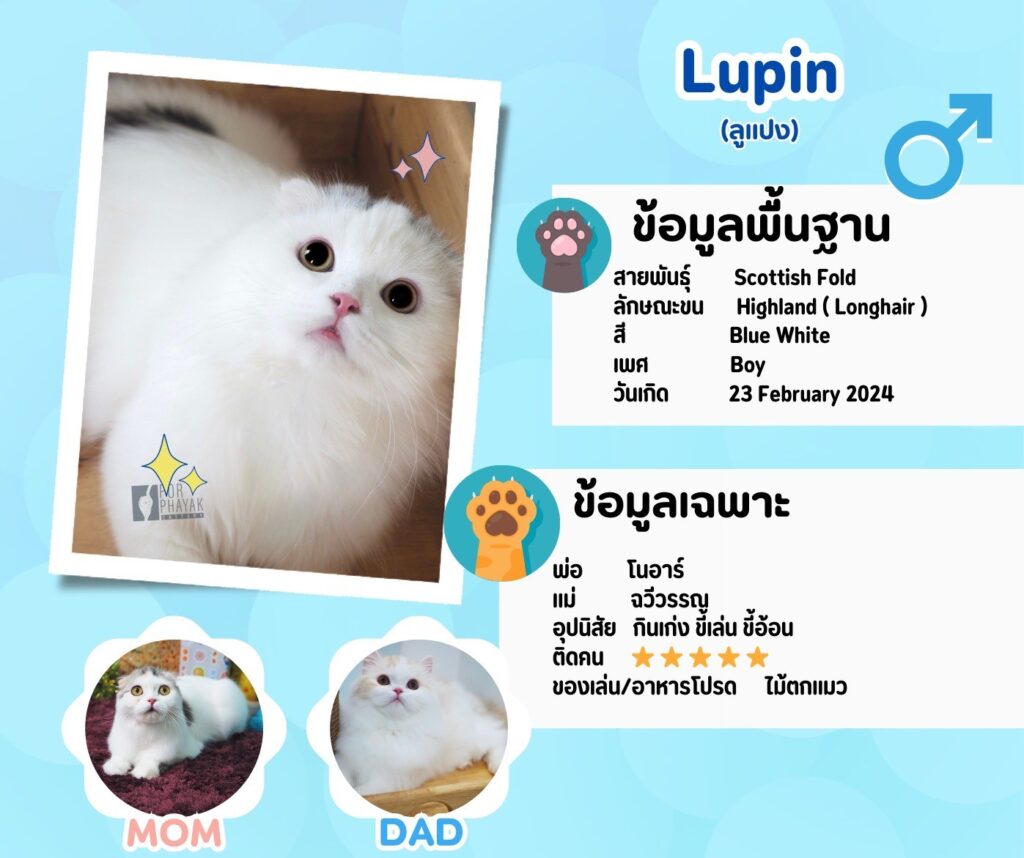 ลูแปง : ลูกแมว Scottish fold 14 รูปของฟาร์มแมว porphayak cattery