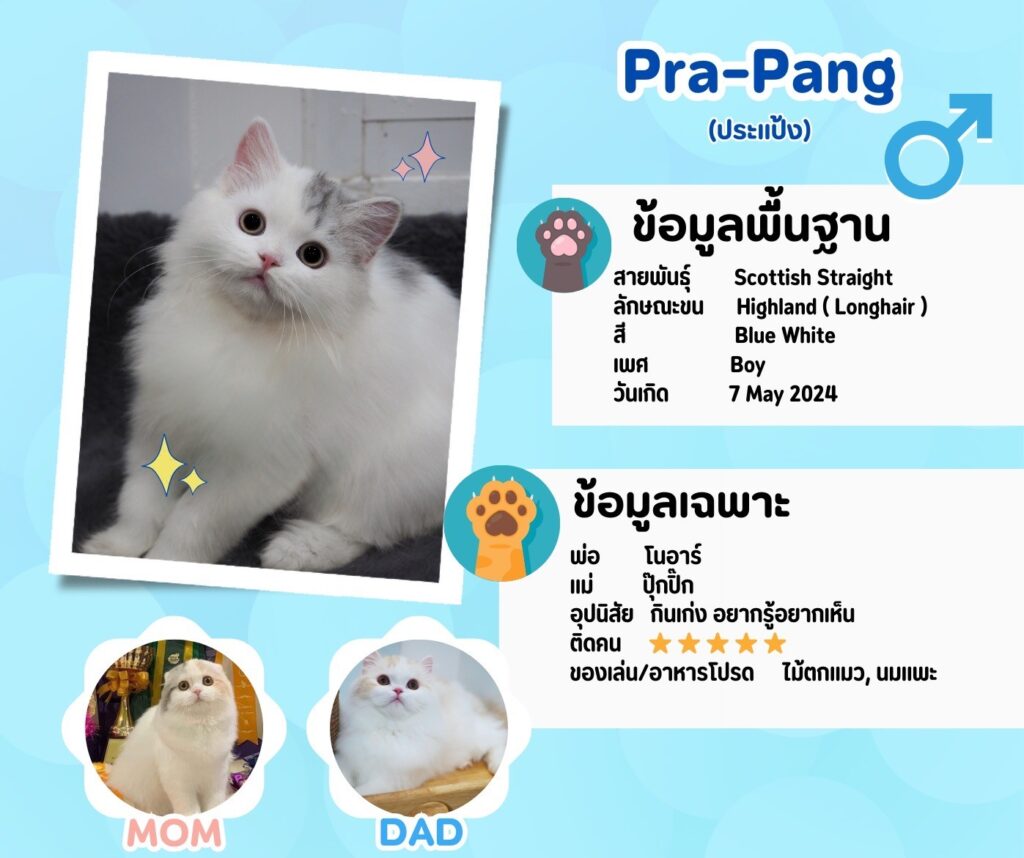 ประแป้ง: ลูกแมว Scottish fold 15 รูปของฟาร์มแมว porphayak cattery