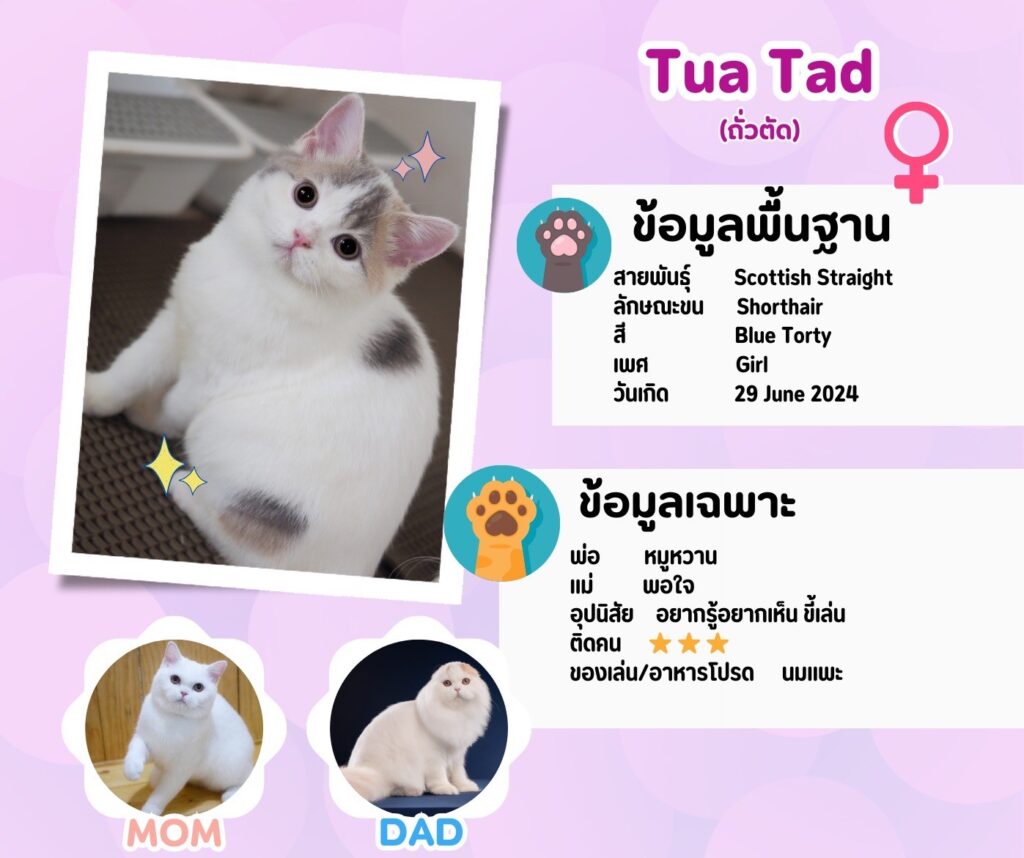 ถั่วตัด: ลูกแมว Scottish fold 16 รูปของฟาร์มแมว porphayak cattery