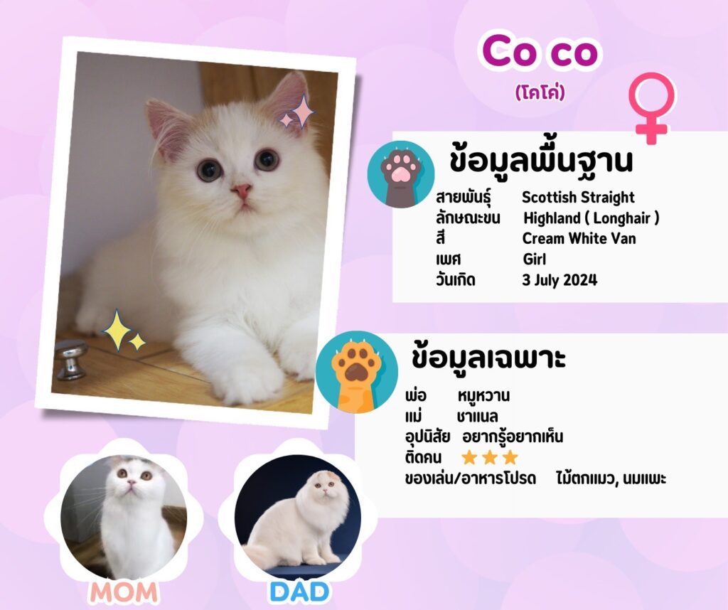 โคโค่: ลูกแมว Scottish fold 15 รูปของฟาร์มแมว porphayak cattery