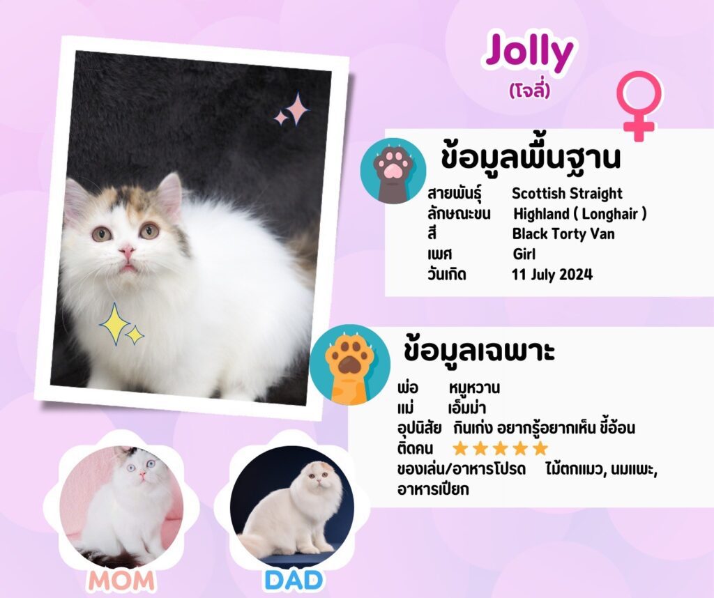 โจลี่: ลูกแมว Scottish fold 14 รูปของฟาร์มแมว porphayak cattery