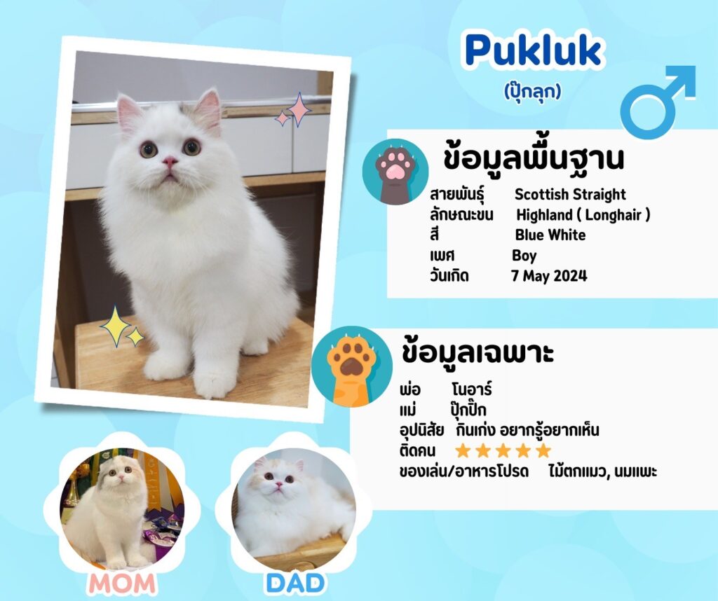 ปุ๊กลุก: ลูกแมว Scottish fold 15 รูปของฟาร์มแมว porphayak cattery