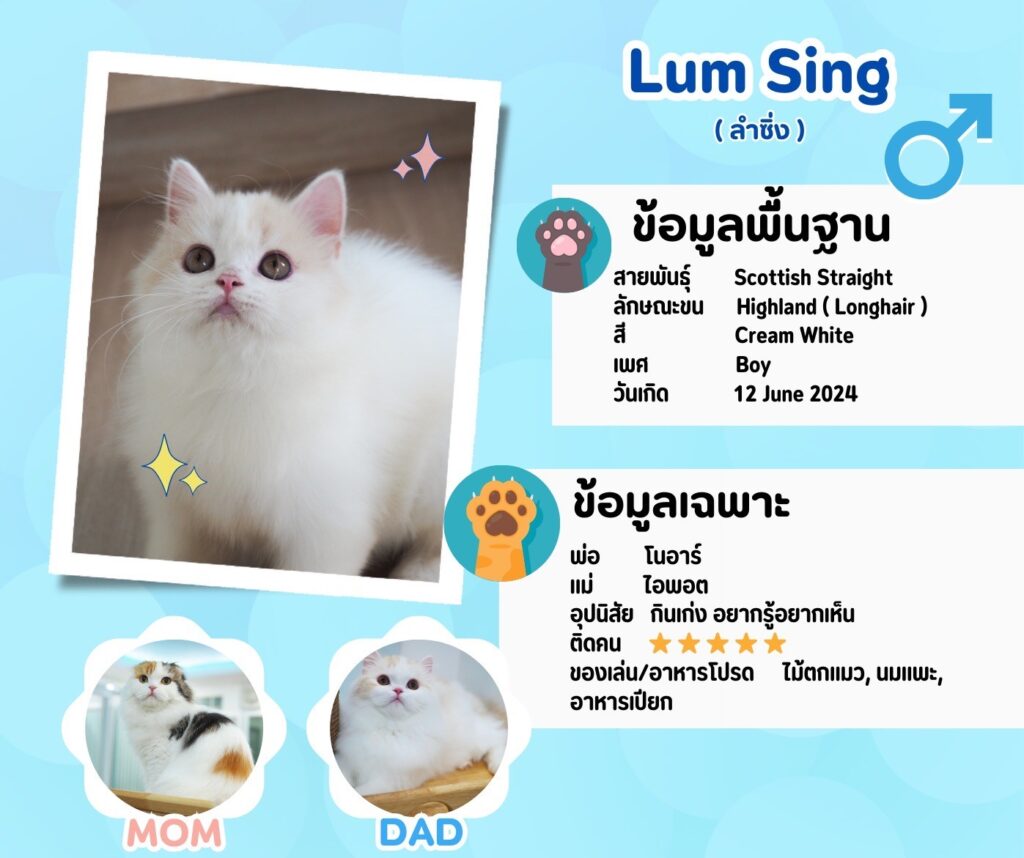 ลำซิ่ง: ลูกแมว Scottish fold 15 รูปของฟาร์มแมว porphayak cattery