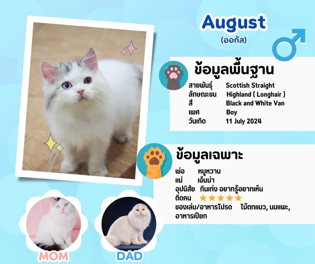 ออกัส: ลูกแมว Scottish fold 14 รูปของฟาร์มแมว porphayak cattery