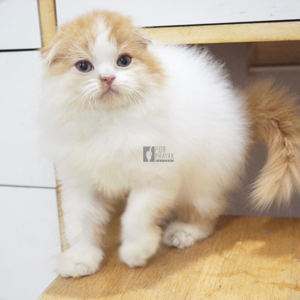 แมนนี่: ลูกแมว Scottish fold 16 รูปของฟาร์มแมว porphayak cattery