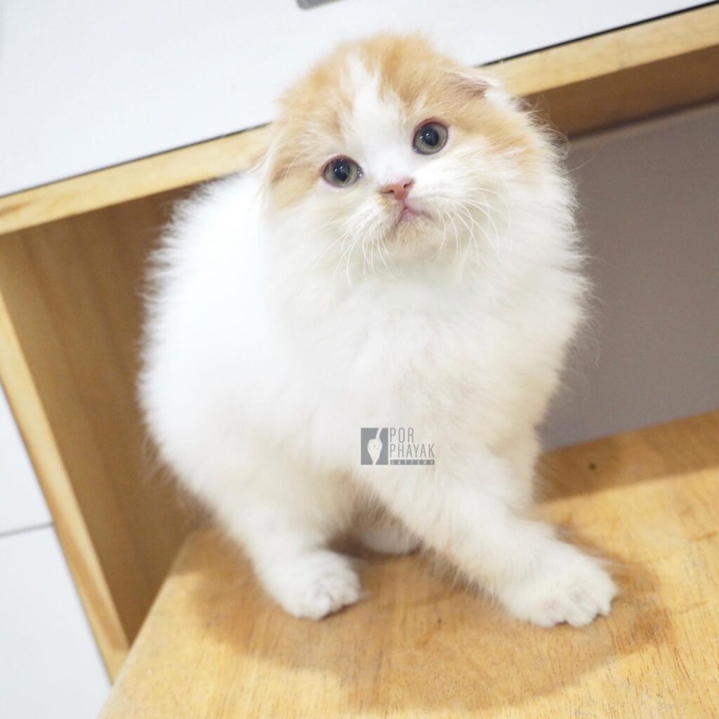 แมนนี่: ลูกแมว Scottish fold 18 รูปของฟาร์มแมว porphayak cattery