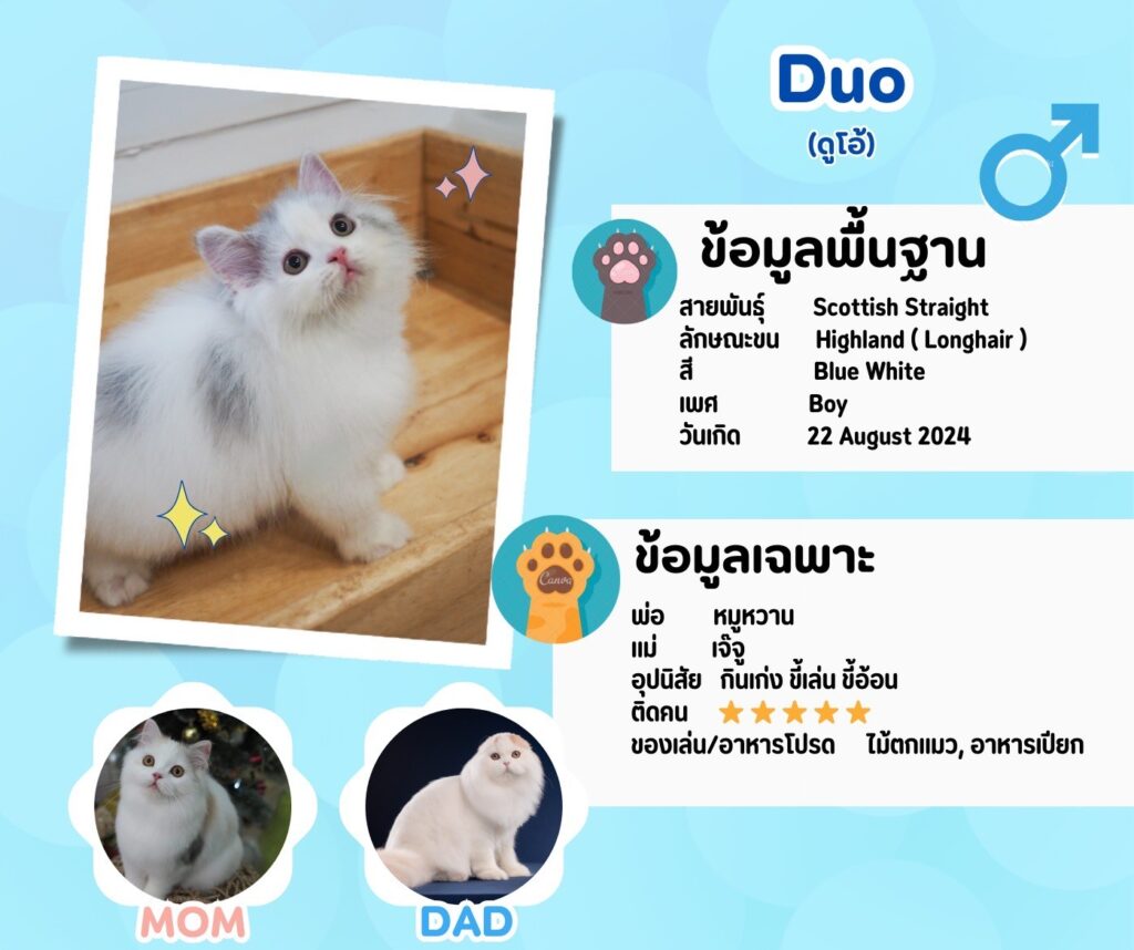 ดูโอ้: ลูกแมว Scottish fold 13 รูปของฟาร์มแมว porphayak cattery