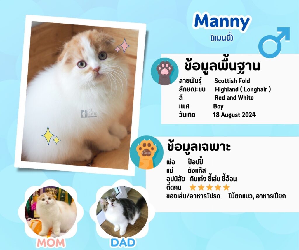 แมนนี่: ลูกแมว Scottish fold 14 รูปของฟาร์มแมว porphayak cattery