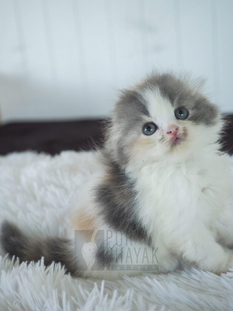 บีเวอร์: ลูกแมว Scottish fold 31 รูปของฟาร์มแมว porphayak cattery