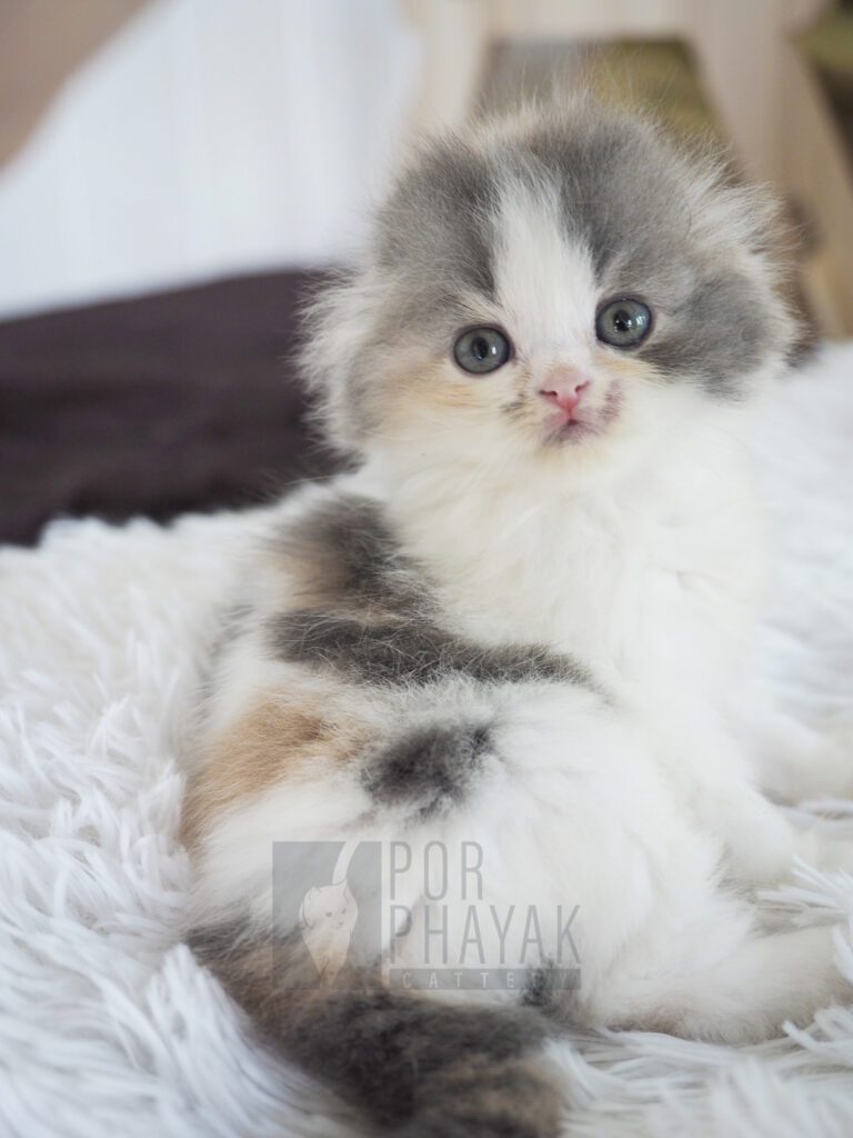 บีเวอร์: ลูกแมว Scottish fold 33 รูปของฟาร์มแมว porphayak cattery