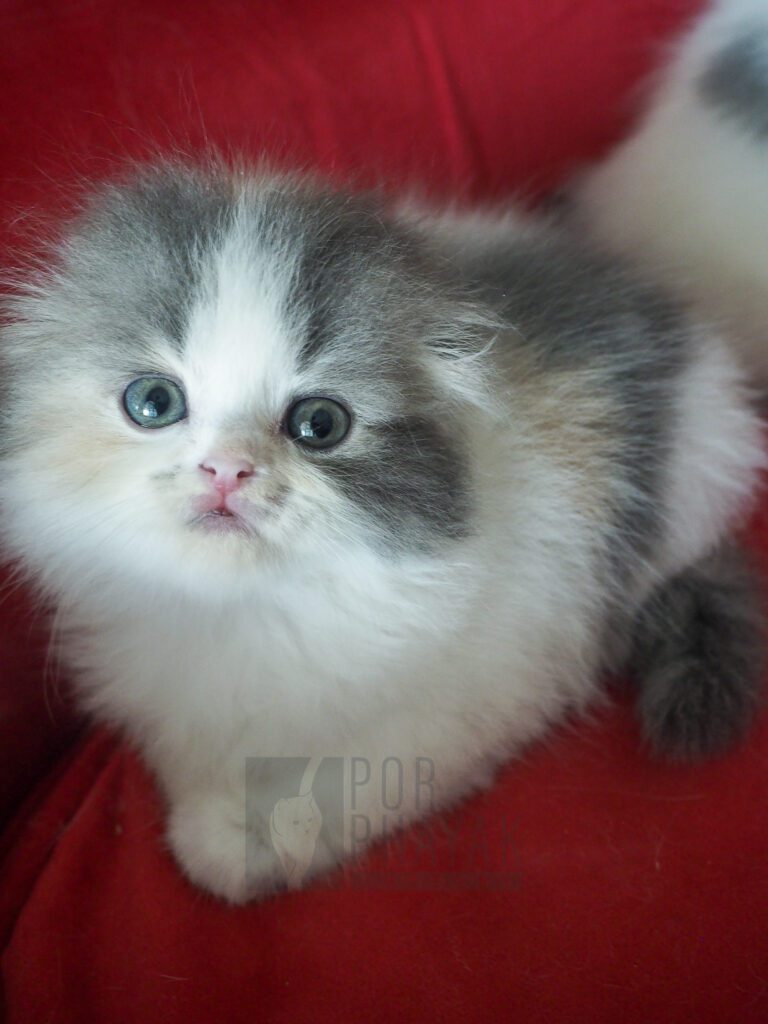 บีเวอร์: ลูกแมว Scottish fold 15 รูปของฟาร์มแมว porphayak cattery