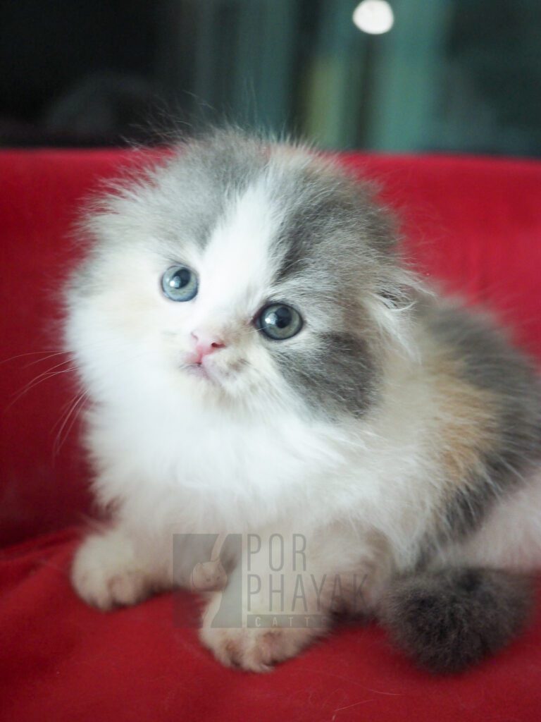 บีเวอร์: ลูกแมว Scottish fold 20 รูปของฟาร์มแมว porphayak cattery