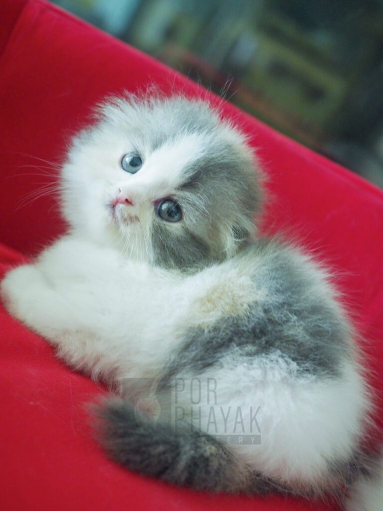 บีเวอร์: ลูกแมว Scottish fold 19 รูปของฟาร์มแมว porphayak cattery