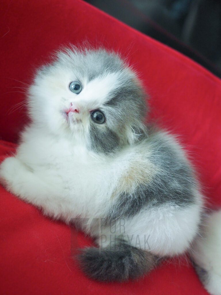 บีเวอร์: ลูกแมว Scottish fold 21 รูปของฟาร์มแมว porphayak cattery