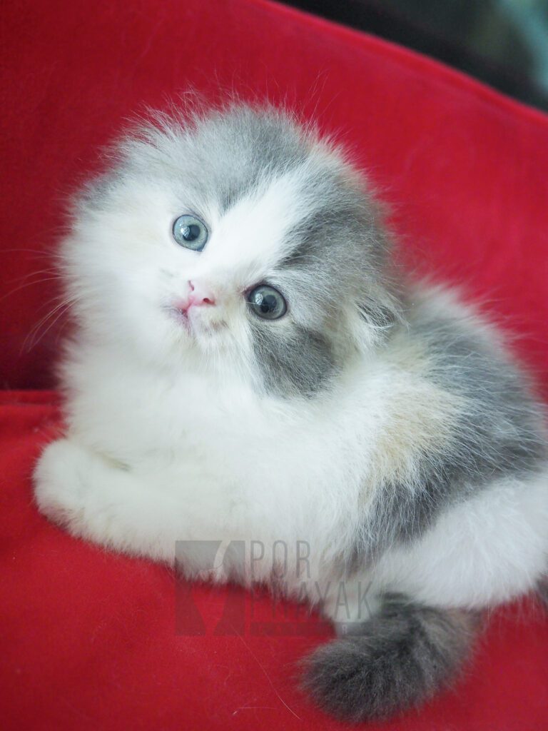 บีเวอร์: ลูกแมว Scottish fold 26 รูปของฟาร์มแมว porphayak cattery